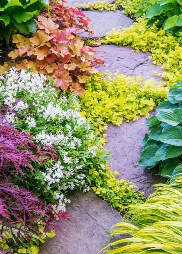 一花一世界，一叶一菩提——奇花异草矾根，花语文化栽培技术