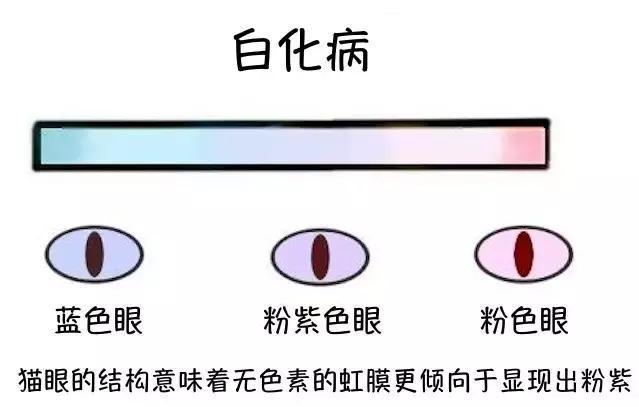 猫的眼睛，到底有多少种颜色带你走进猫眼睛的世界