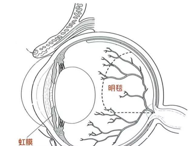 猫的眼睛，到底有多少种颜色带你走进猫眼睛的世界