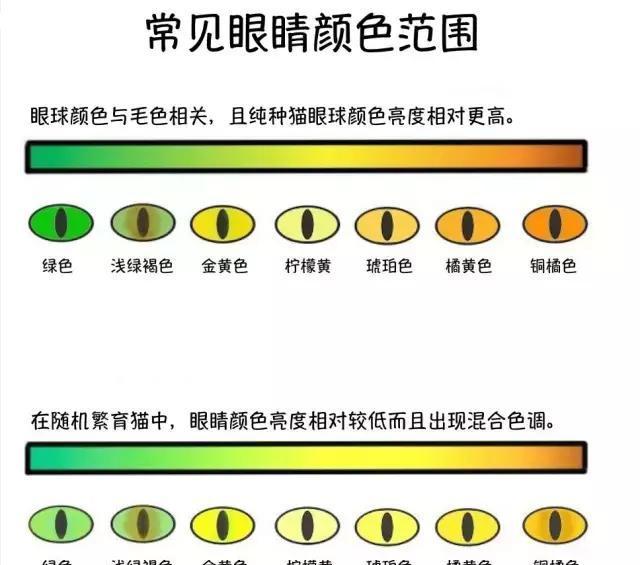 猫的眼睛，到底有多少种颜色带你走进猫眼睛的世界