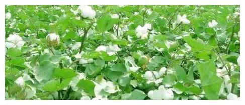 棉花根的药效与药性