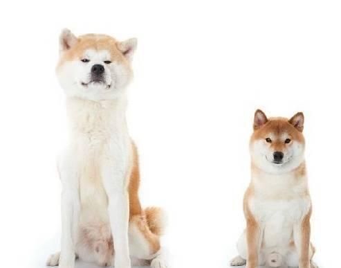 秋田犬还是柴犬，傻傻分不清楚？4步教你辨别2种可爱狗狗