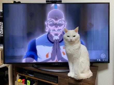 猫咪每天和电视争抢收视率。猫：电视好看我好看？你好好选
