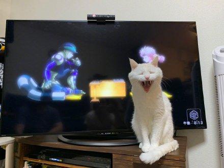 猫咪每天和电视争抢收视率。猫：电视好看我好看？你好好选