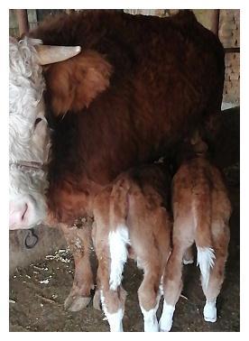 自然受精、自然分娩！铁岭昌图这只母牛初次当妈妈生下龙凤胎！