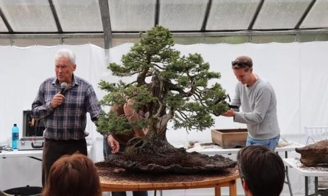 150岁欧洲云杉(挪威云杉)成型记录