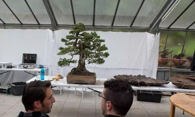 150岁欧洲云杉(挪威云杉)成型记录