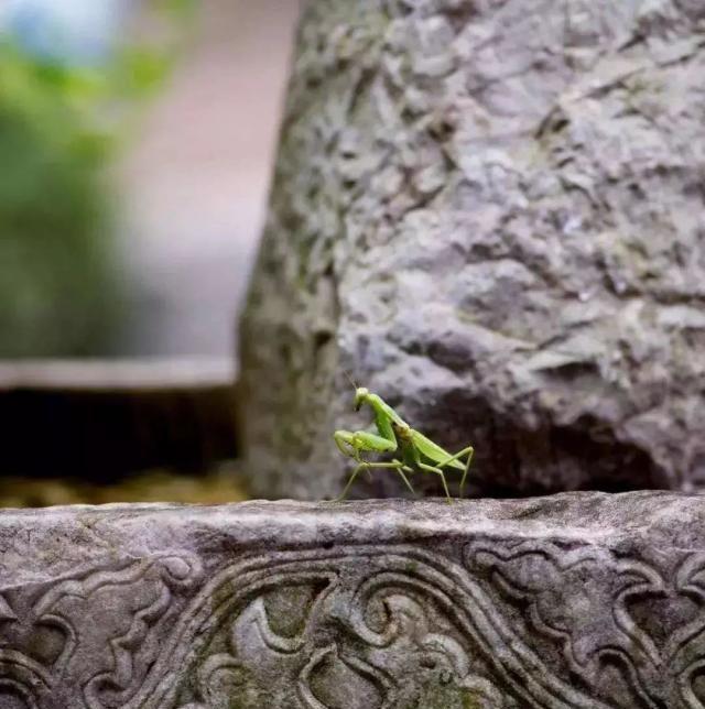 石盆雅趣：中国古代庭院陈设