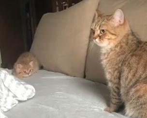 活泼好动的小胖猫，想和妈妈一起玩，但妈妈好淡定！