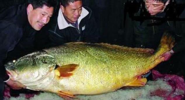 世界上最贵的鱼，第一被日本人买走，第二、第三在中国！