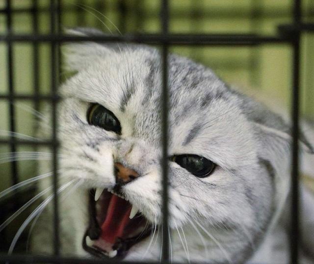 可以把猫咪关在笼子里养吗？