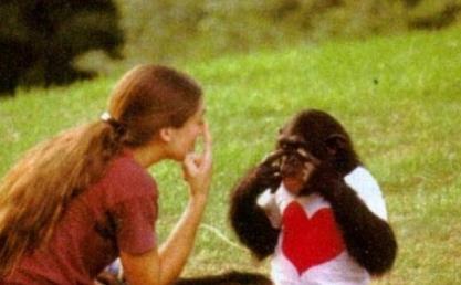 科学家将黑猩猩当人类饲养，最后变成什么样？