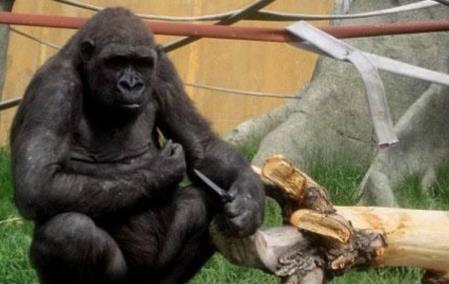 科学家将黑猩猩当人类饲养，最后变成什么样？