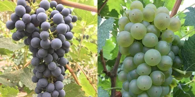 红葡萄酒和白葡萄酒之间有什么区别？
