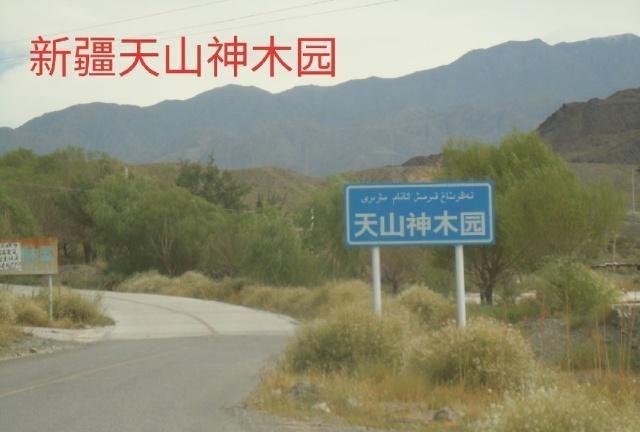 中华之罕物民族之象征-新疆温宿县天山神木园游览