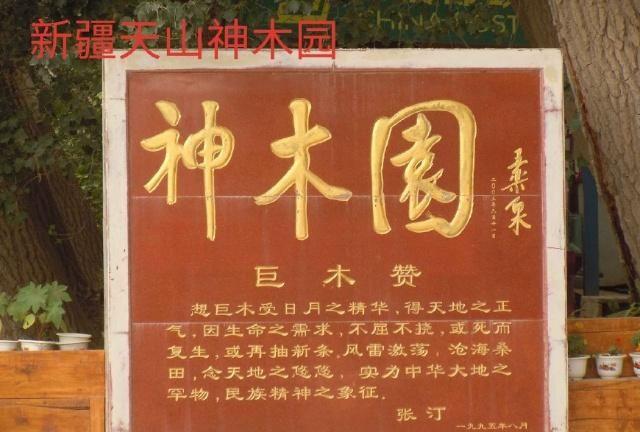 中华之罕物民族之象征-新疆温宿县天山神木园游览