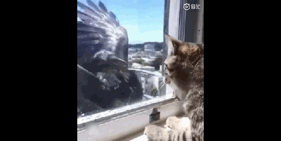 窗外飞来一只脾气暴躁的乌鸦，猫咪看到后，好怕怕……