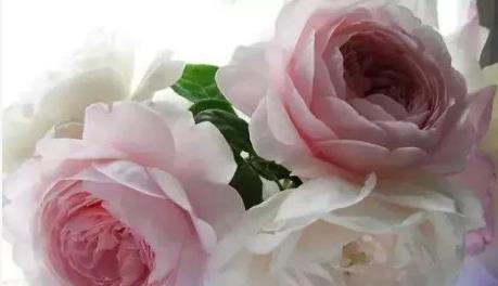 喜欢玫瑰，不如养盆“精品玫瑰”宠爱小姐，花开浓艳，清新明快