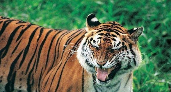 老虎在自然界中的竞争对手, 怕老虎的动物都有哪些