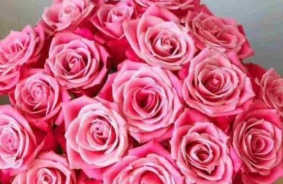 “珍稀玫瑰”泰姬，如月下美姬，清秀淡雅，可以说是养花首选！