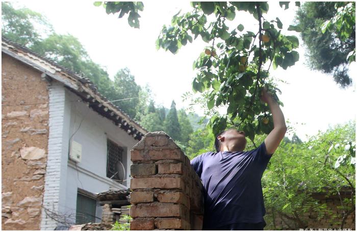 深山中，农民大哥发现山杏被偷摘，看他如何对待游客