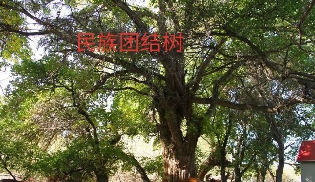 中华之罕物民族之象征-新疆温宿县天山神木园游览