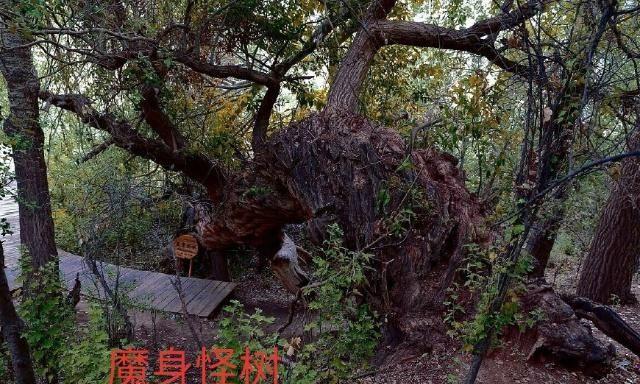 中华之罕物民族之象征-新疆温宿县天山神木园游览