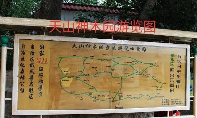 中华之罕物民族之象征-新疆温宿县天山神木园游览