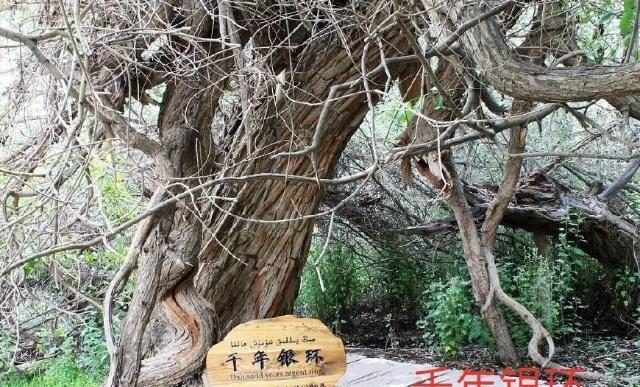 中华之罕物民族之象征-新疆温宿县天山神木园游览