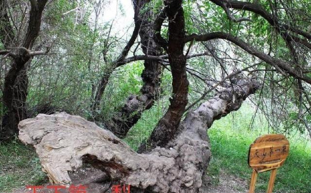 中华之罕物民族之象征-新疆温宿县天山神木园游览