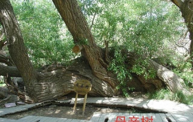 中华之罕物民族之象征-新疆温宿县天山神木园游览