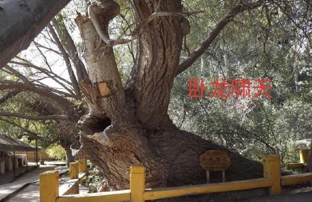 中华之罕物民族之象征-新疆温宿县天山神木园游览