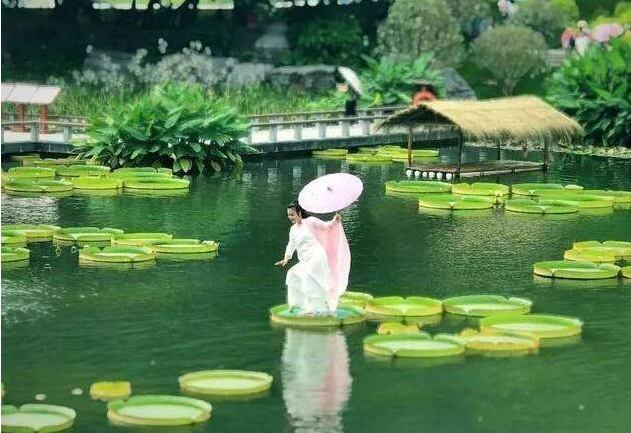 王莲承载惊人重量之谜 日本虎杖入侵英国血泪史