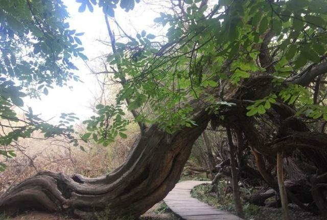 中华之罕物民族之象征-新疆温宿县天山神木园游览