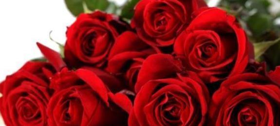“珍稀玫瑰”卡罗拉，娇艳欲滴，寓意炽热的爱情，可以说养花首选