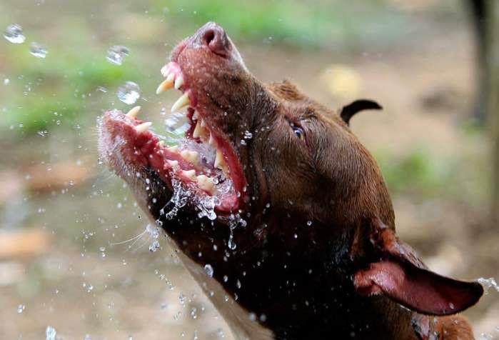 比特犬真凶,到底是不怕疼还是不怕死