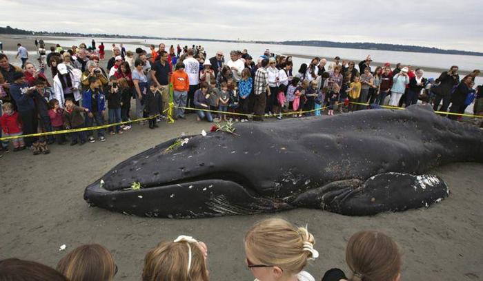 巨型座头鲸搁浅沙滩死亡，引群众围观！