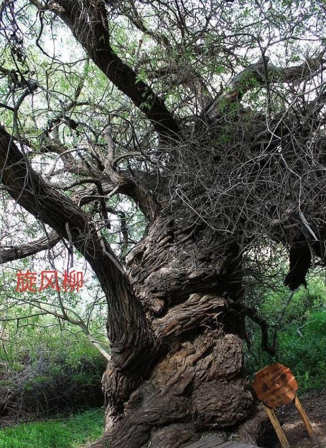中华之罕物民族之象征-新疆温宿县天山神木园游览