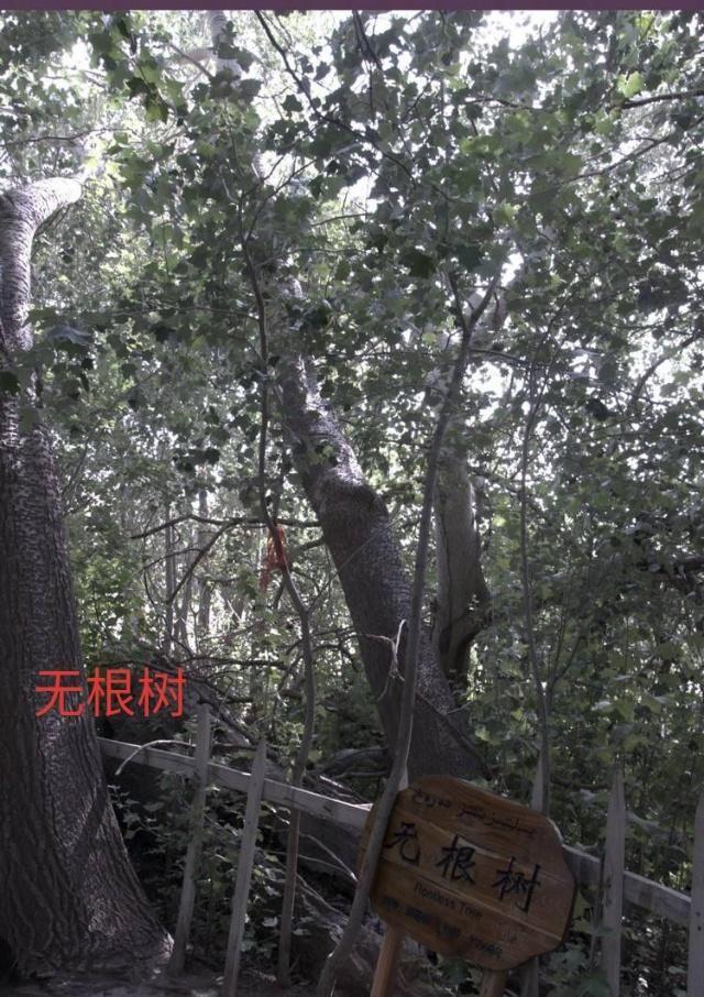 中华之罕物民族之象征-新疆温宿县天山神木园游览