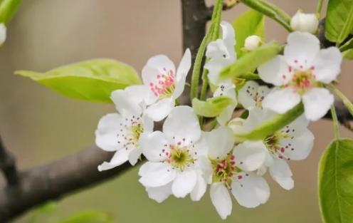 春季常见4种鲜花与超实用摄影拍照技巧