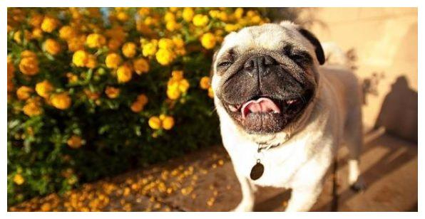 什么狗性格最温顺?十大最温柔的狗排名!你的爱犬排第几?