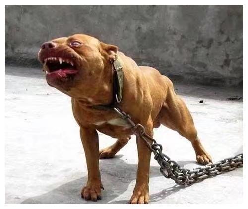 最新排名世界上最凶猛，最凶残的斗犬