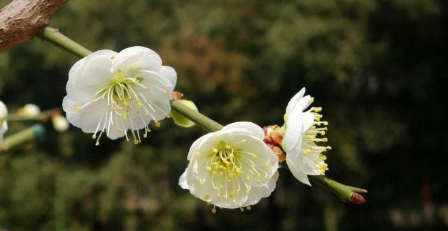 王安石两首《梅花》诗，每一首都是经典，看看你更加喜欢哪一首？