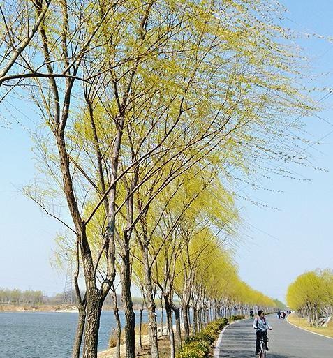 春风轻抚杨柳面，又是一年花红时，东营植物园迎来最美春天