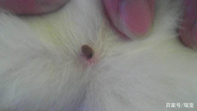 狗狗尿血怎么办