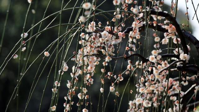 王安石两首《梅花》诗，每一首都是经典，看看你更加喜欢哪一首？