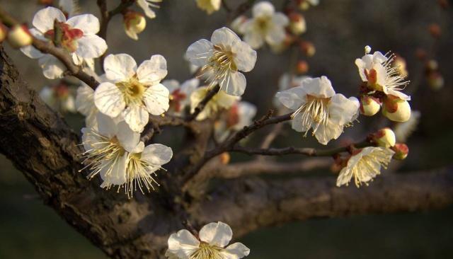 王安石两首《梅花》诗，每一首都是经典，看看你更加喜欢哪一首？