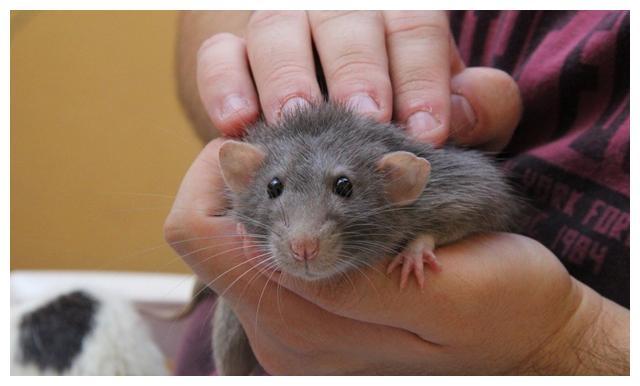 花枝鼠跟家鼠不是同一种动物？错，它们就是驯养型的褐