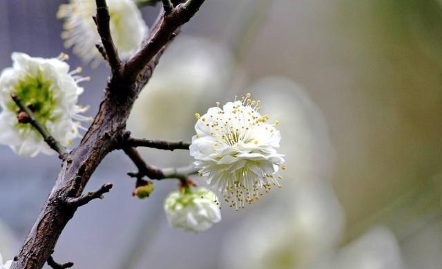 王安石两首《梅花》诗，每一首都是经典，看看你更加喜欢哪一首？