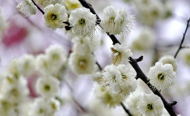 王安石两首《梅花》诗，每一首都是经典，看看你更加喜欢哪一首？